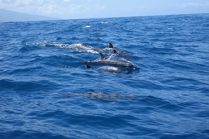 Moorea Private Boat Tour / Sea Scooter Snorkeling Tour - Customer Support