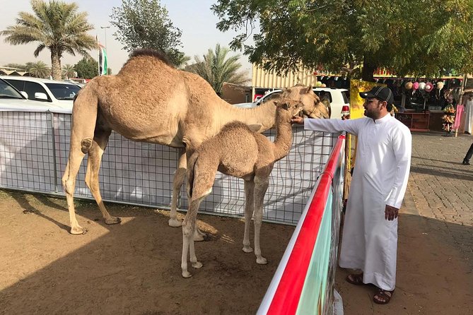 Morning Dubai Desert Safari With Sand Boarding and Camel Ride - Last Words