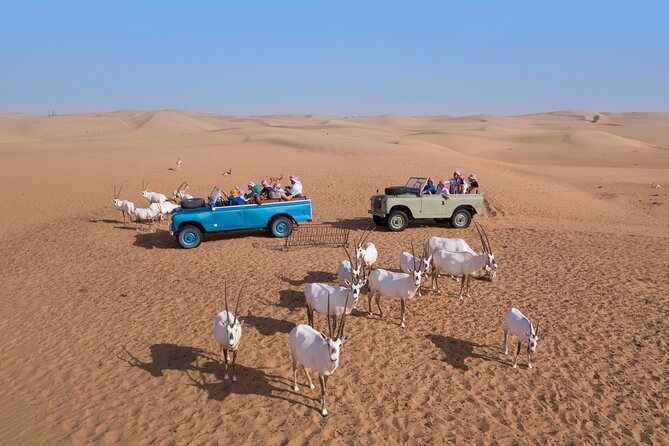 Morning Falconry & Nature Desert Safari With Transfers From Dubai - Activities and Interactions