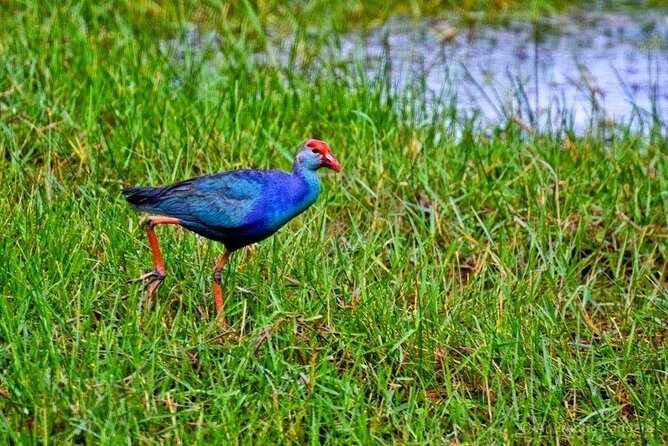 Muthurajawela Bird Watching Tour From Negombo / Colombo - Directions and Accessibility Details