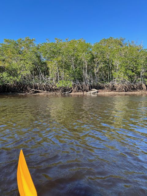 Naples, FL: Manatees, Grasslands and Mangroves Kayak Tour - Meeting and Departure Information