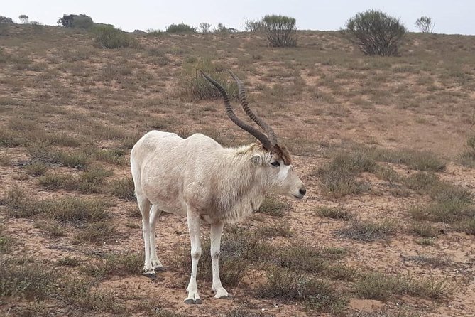 National Park Visit Souss Massa (Endangered Animals) - Common questions