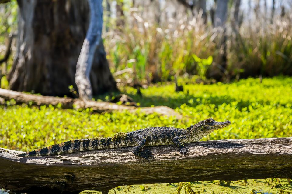 New Orleans: Oak Alley Plantation & Swamp Cruise Day Trip - Last Words