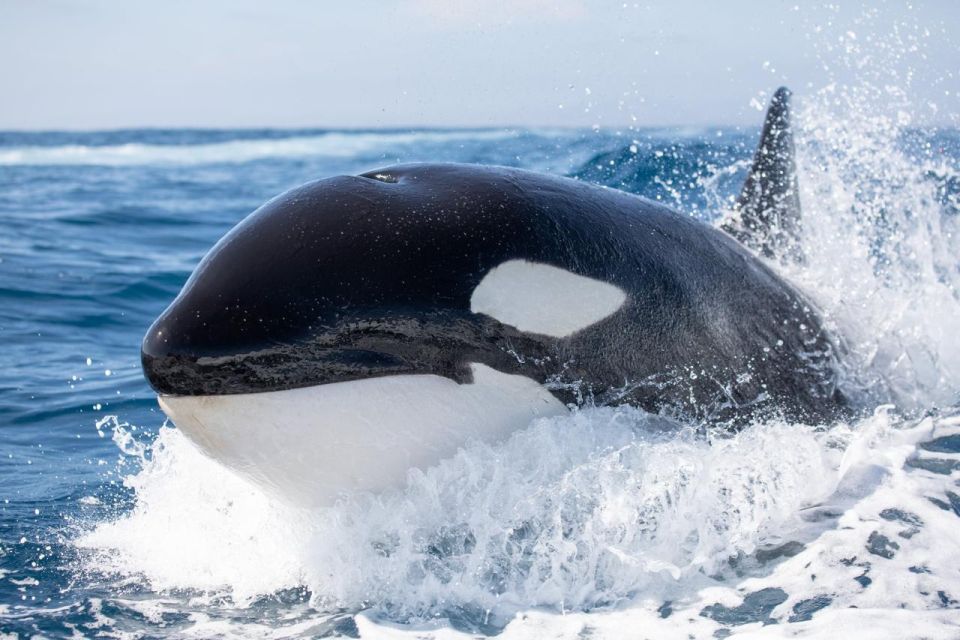 Newport Beach: Luxury Whale Watching Catamaran Cruise - Common questions