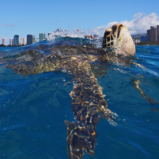 Oahu: Turtle Canyon Snorkeling Boat Tour - Departure Details