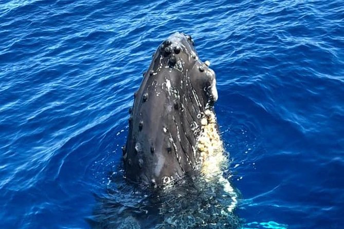 Oahu Whale-Watching Excursion - Common questions