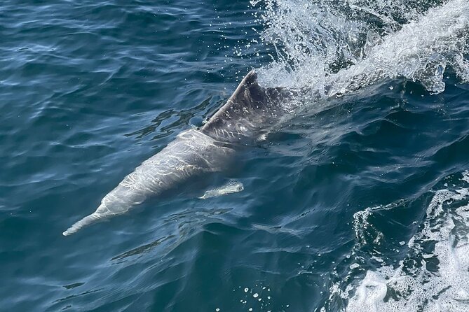 Oman Sea Cruise on Traditional Dhow From Dubai - Last Words