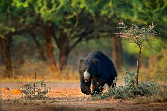 One Day Safari Tour to Both Yala and Bundala National Parks - Last Words