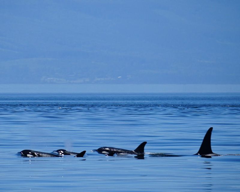 Orcas Island: Whales Guaranteed Boat Tour - Safety Measures and Guidelines