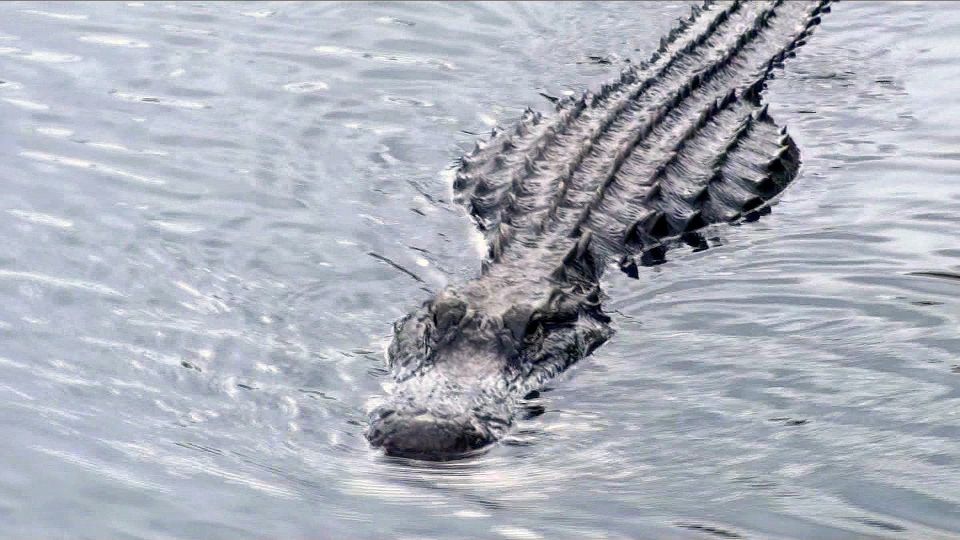 Orlando: Everglades Airboat Ride and Wildlife Park Ticket - Location