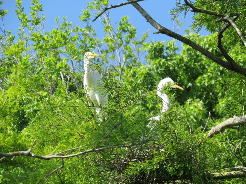 Orlando's Lake Norris: 5-Hour Kayak Explorer Tour With Lunch - How to Reserve