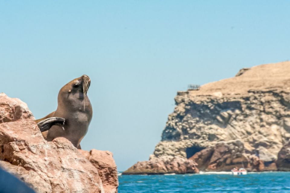 Paracas: Ballestas Islands Morning Boat Tour - Additional Details