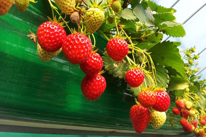 [Perfect Private Tour] Strawberry Farm & Nami Island & Lunch - Common questions