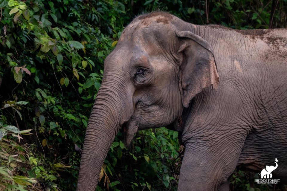 Phuket: Hidden Forest Elephant Reserve With Lunch & Transfer - Common questions