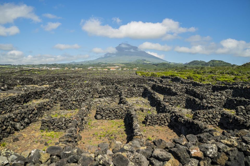 Pico Island: Full Day Wine Culture Tour - Customer Reviews