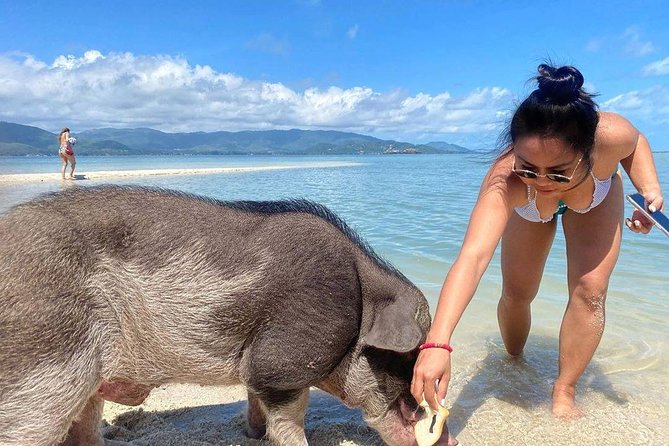 Pig Feeding, Kayaking, Snorkeling Trip at Pig Island By Speedboat From Koh Samui - Last Words