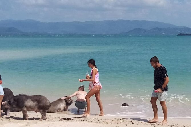 Pig Island Snorkeling & Sightseeing Tour By Speedboat From Koh Samui - Booking Information