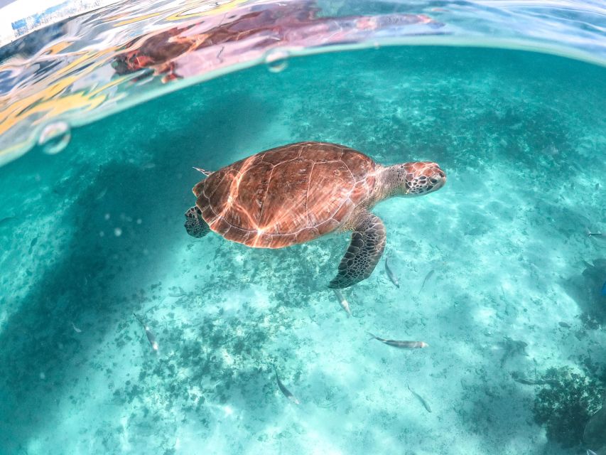 Playa Del Carmen: Cenote and Swim With Turtles Half Day Tour - Live Tour Guide