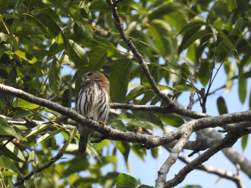 Playa Del Carmen: Guided Birdwatching Hike - Immersive Experience in Nature