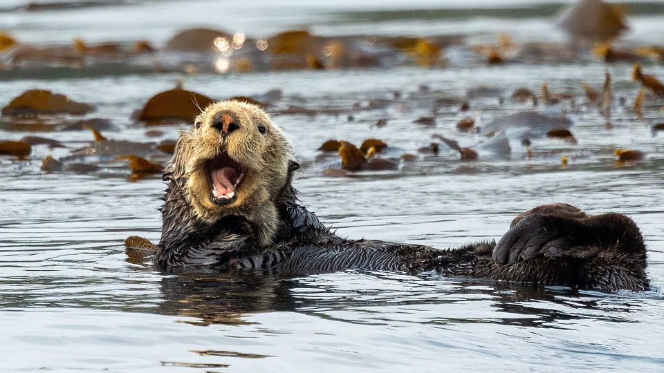 Port Hardy: Sea Otter and Whale Watching - Common questions