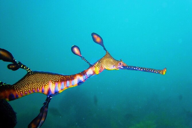 Port Phillip Bay Snorkeling With Sea Dragons - Last Words