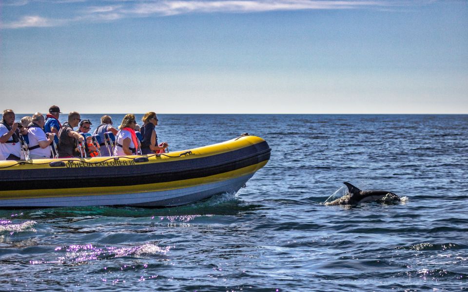 Portimão: 2-Hour Dolphin Watching Boat Tour - Common questions