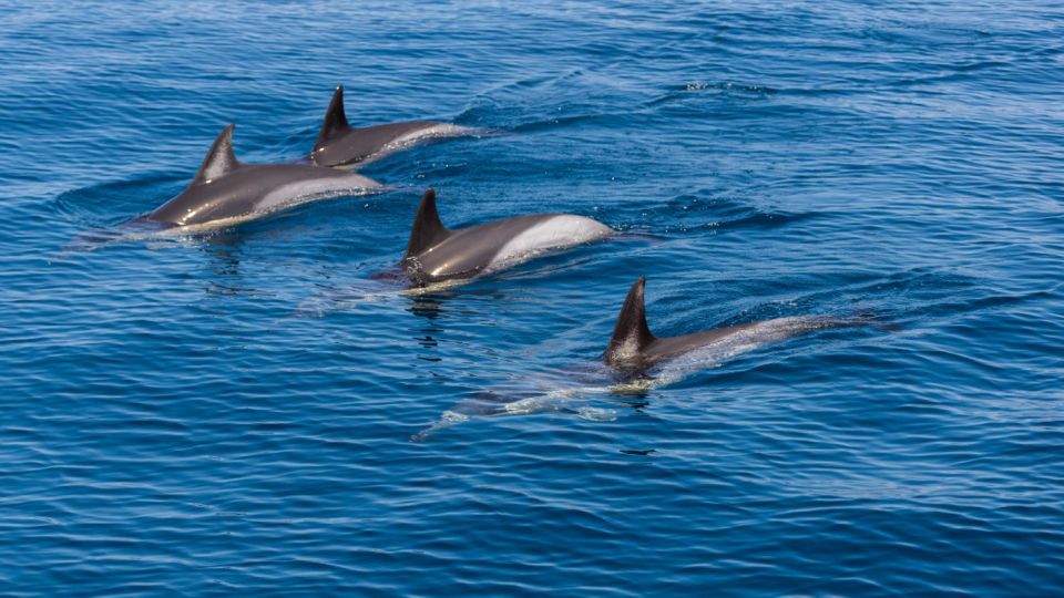 Portimão: Dolphin Watching Tour With Marine Biologist - Last Words