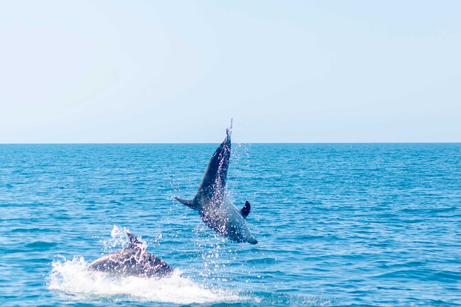 Portimão:2h30 Guaranteed-Dolphins and Seabirds-Biologist on Board - Traveler Photos Showcase