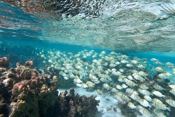 Private Boat Tour of Moorea Lagoon - Last Words