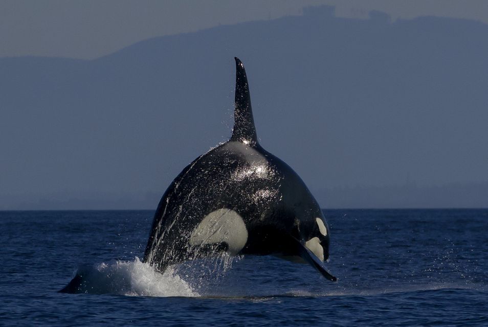 Private Charter - Marine Life and Whale-Watching Boat Tour - Tour Duration and Features