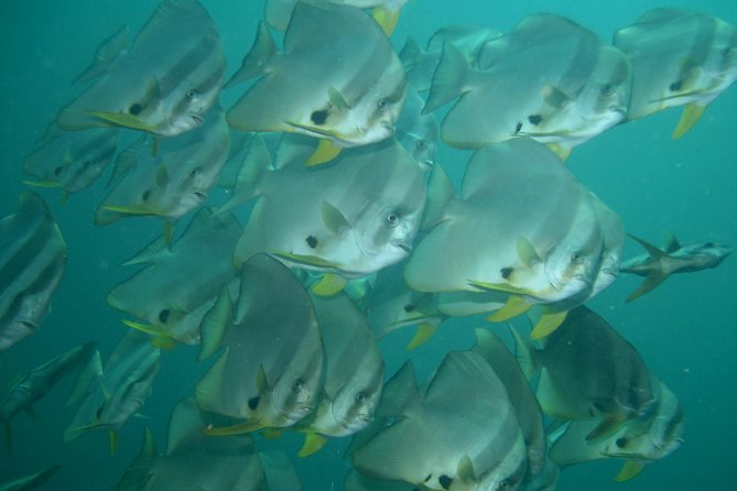 Private Diving on Shared Trip at Racha Noi and Racha Yai From Phuket Incl. Lunch - Last Words