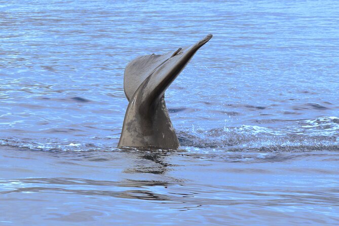 Private Dolphin and Whale Watching Tour in Madeira - Additional Details