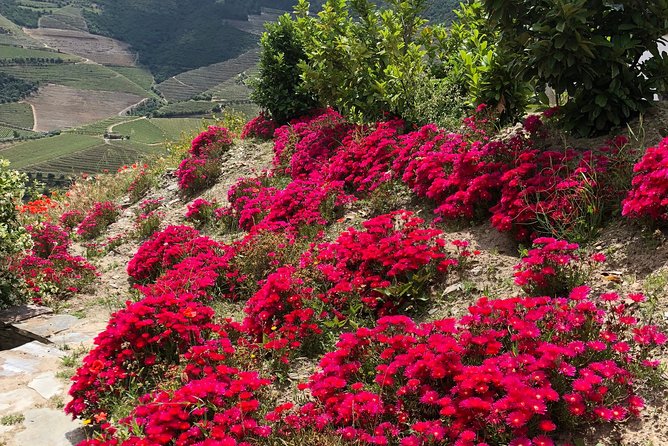 Private Douro Valley Tour Includes Wine Tasting and Boat Tour - Booking Information
