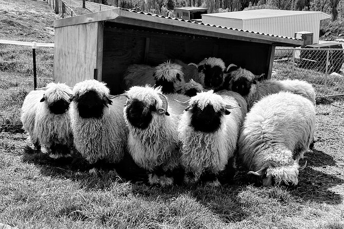 Private Farm Tour With Rose Creek Valais Blacknose Sheep - Logistics and Directions