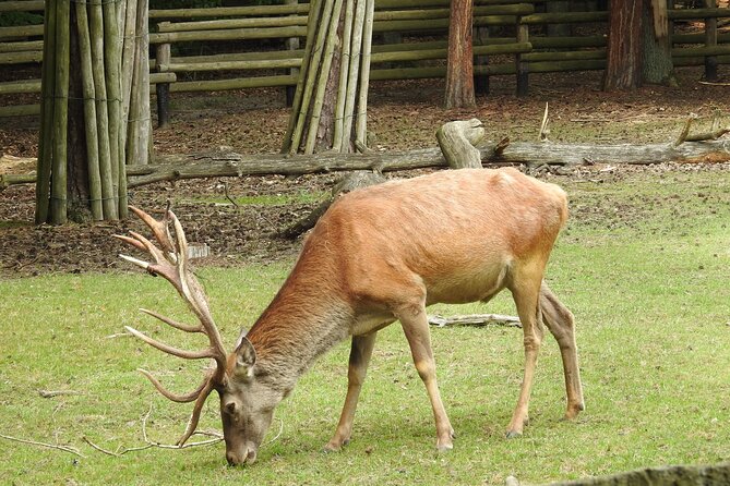 Private Full-Day Tour From Usedom to Wolin National Park - Last Words