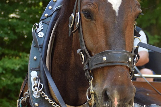 Private Guided Day Trip to Castle Neuschwanstein Incl. Carriage Horse Ride - Customer Reviews