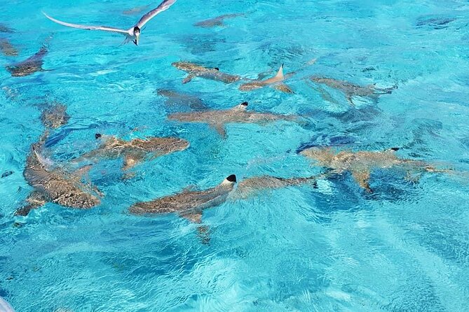 Private Half-Day Excursion on the Lagoon of Bora Bora - Copyright Notice