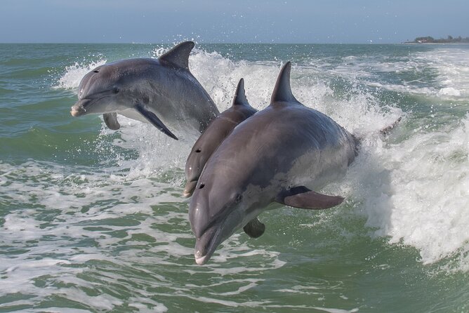 Private Historical Wildlife and Dolphin Cruise South Padre Island - Key Points