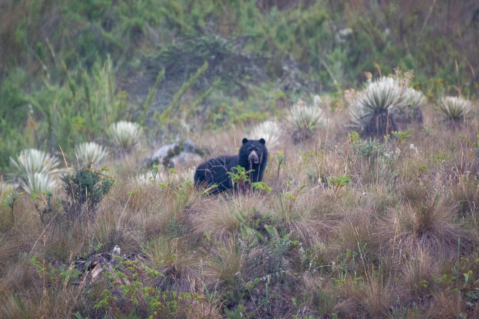 Private Sight Tour Chingaza Paramo From Bogota, Andean Bear - Availability Check