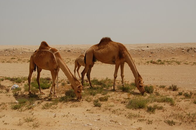 Private South Coast Tour With Camel Ride - Common questions