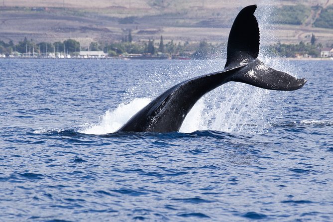 Private Tour Fee to See Whales and Dolphins - Additional Information