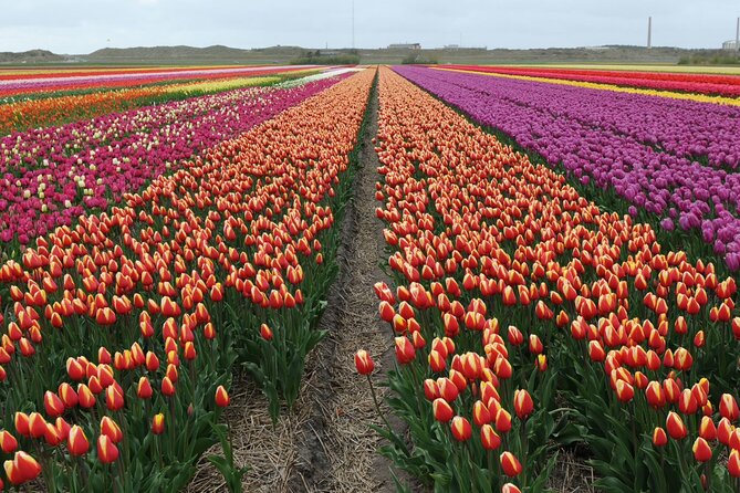 Private Tour Keukenhof Tulip Fields of Holland - Additional Information