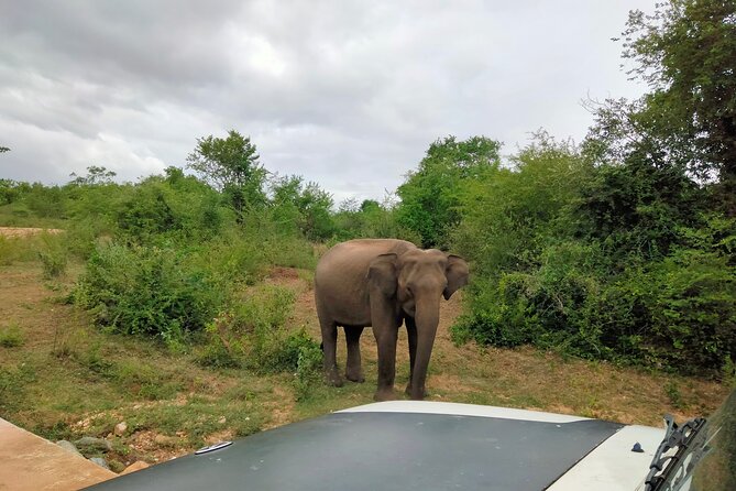 Private Tour : Udawalawe National Park Safari - Contact Information for Inquiries