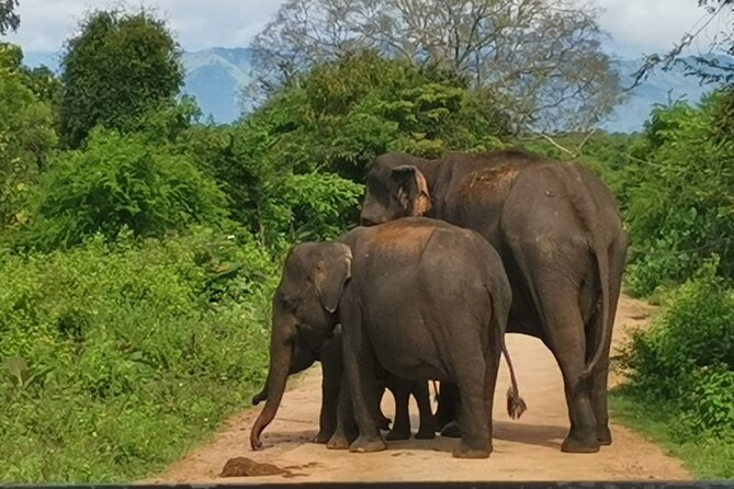 Private Trip Between Ella and Tangalle via Udawalawe or Yala - Last Words