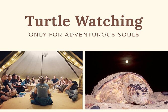 Private Turtle Watching Experience - Wildlife Conservation Efforts