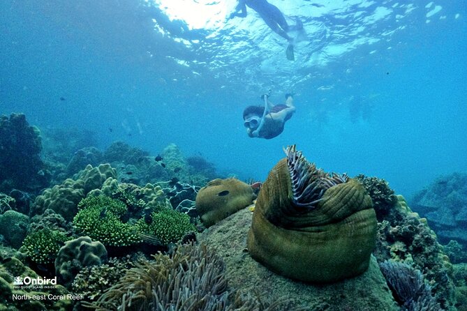 PROFESSIONAL SNORKELING to Explore Hidden Coral Spots (MAX 9 PAX) - Pricing Details