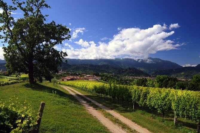 Prosecco Road" Tour With Winery Visits, Tastings, and Lunch  - Treviso - Common questions
