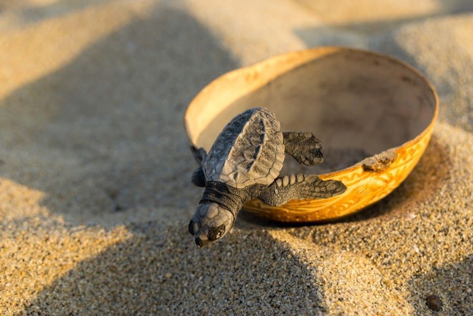 Puerto Escondido: Baby Sea Turtle Release - Sunset Turtle Release