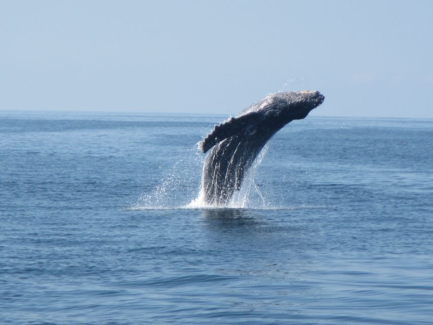 Puerto Escondido: Sunrise and Dolphin Watching Tour - Customer Reviews