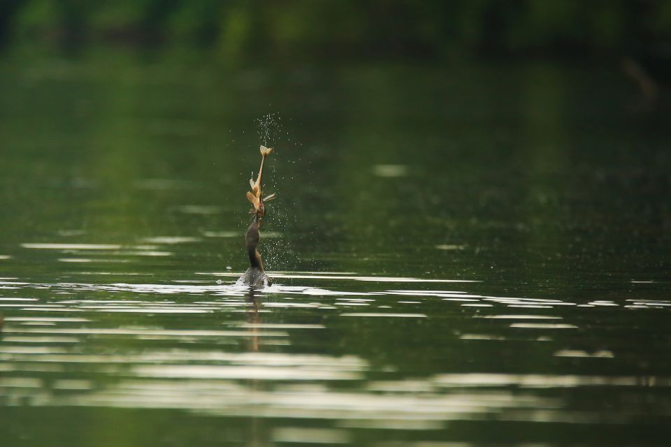 Puerto Maldonado: 4-day Tambopata National Reserve Tour - Inclusions